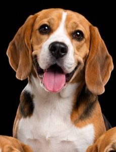 BEAGLES