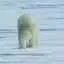 POLARBEAR