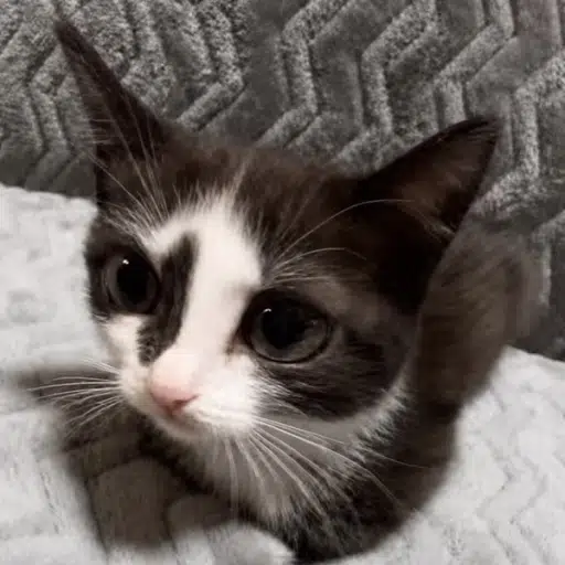 Lilo