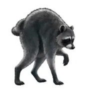 Jimothy
