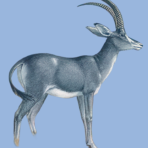 BlueBuck