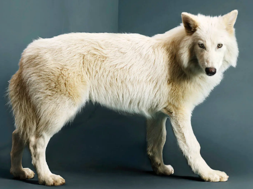 romulus