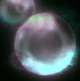SPUDCELL