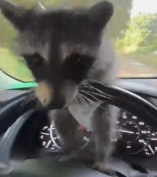 DASHPANDA