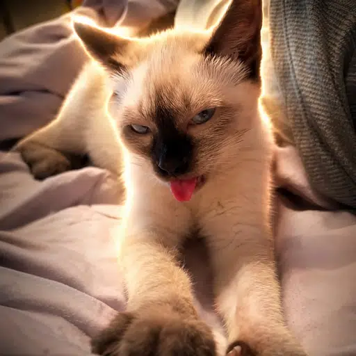 Kitty