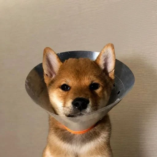 GOGO