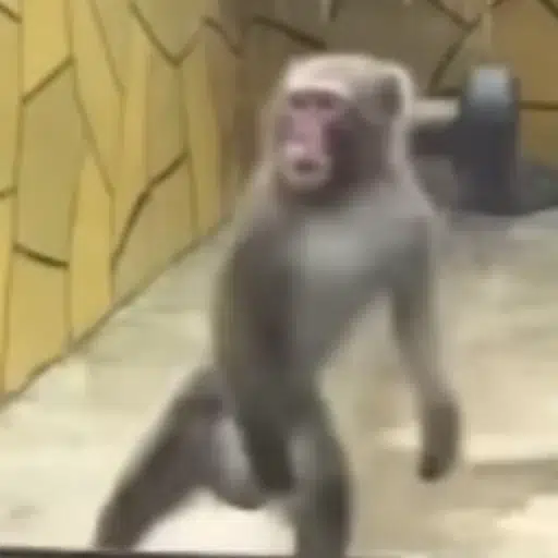 Иба