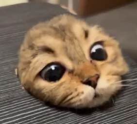PEEPCAT