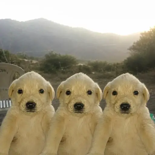 JOTCHUANS