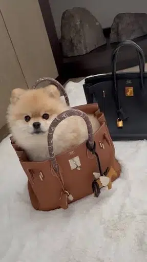 BIRKIN