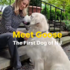 Goose