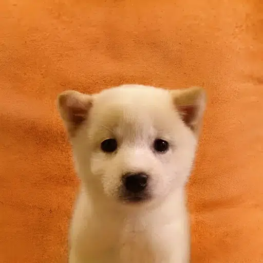 Bob
