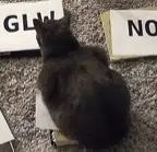 CATBurry