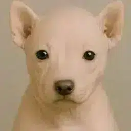 rawdog
