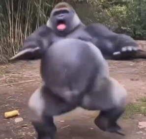 GORILLA