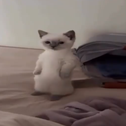 mimi