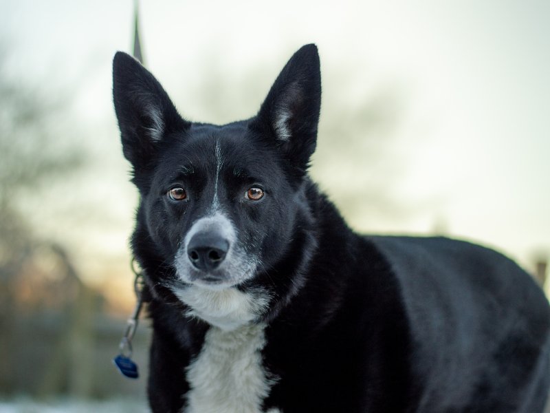 OLLIE