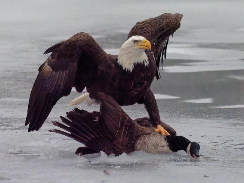 Eagle