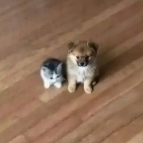 ˢᵐᵒˡ