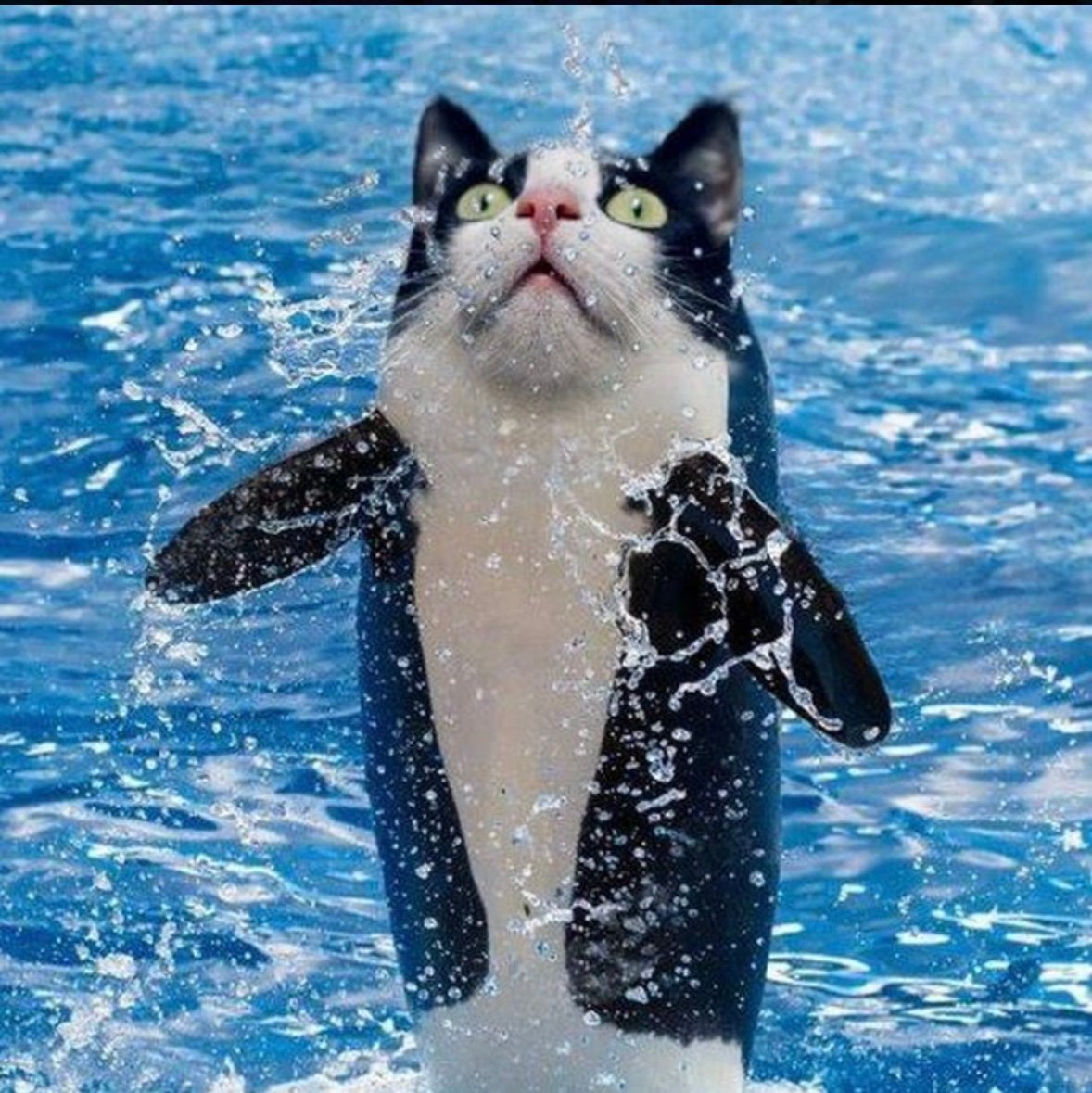 Orcat