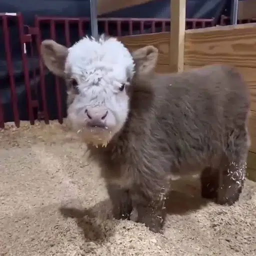 MILO