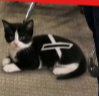 XCAT