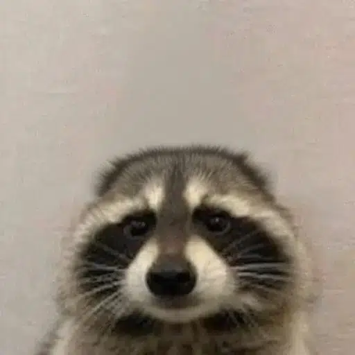 coon