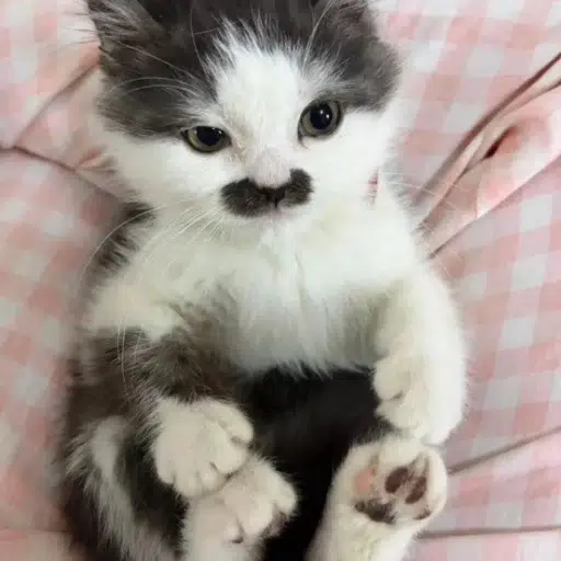 Kitler