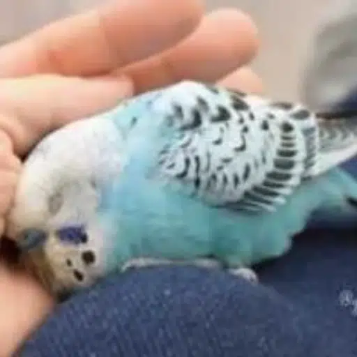 BIRDCEL