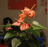 PLANTTALK