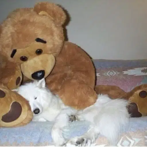 SAMOYED