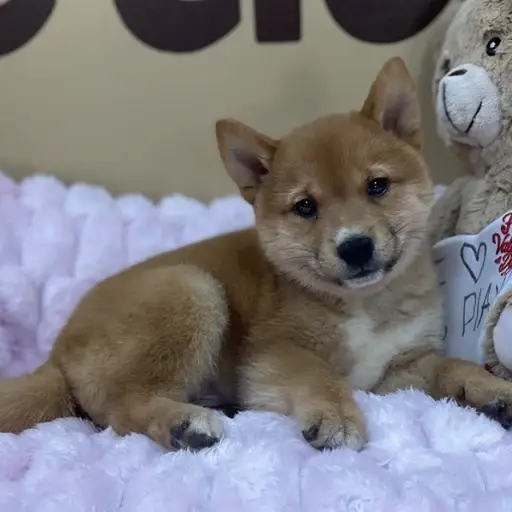Akira