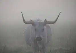 BULL