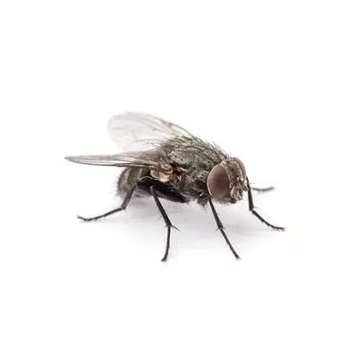 fly